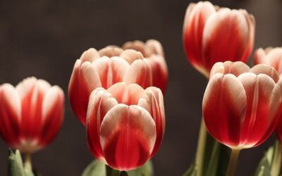 Waarom bloemen uit eigen pluktuin altijd leuk is om te geven lees je hier