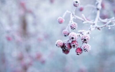 Tips voor een gezonde tuin in de winter